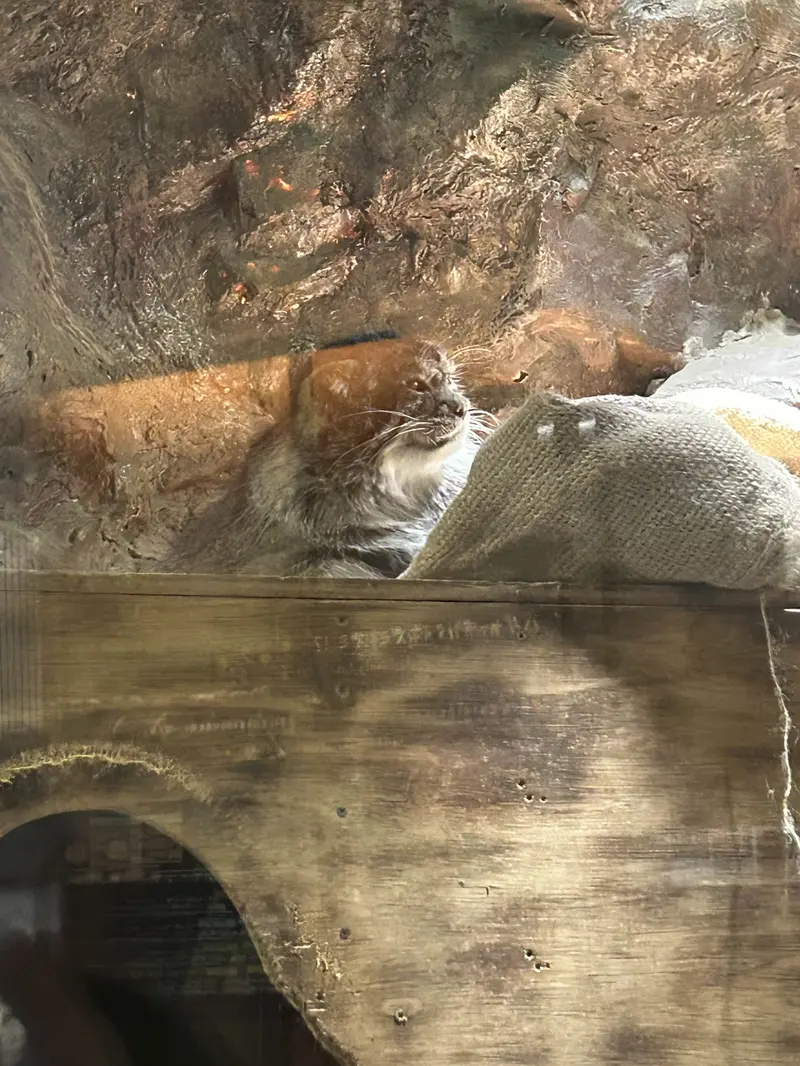 A photograph of Primula in Ueno Zoological Gardens