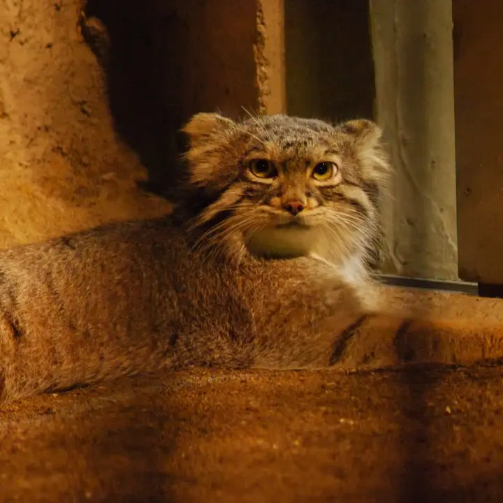A photograph of a Pallas's cat in Nogeyama Zoo