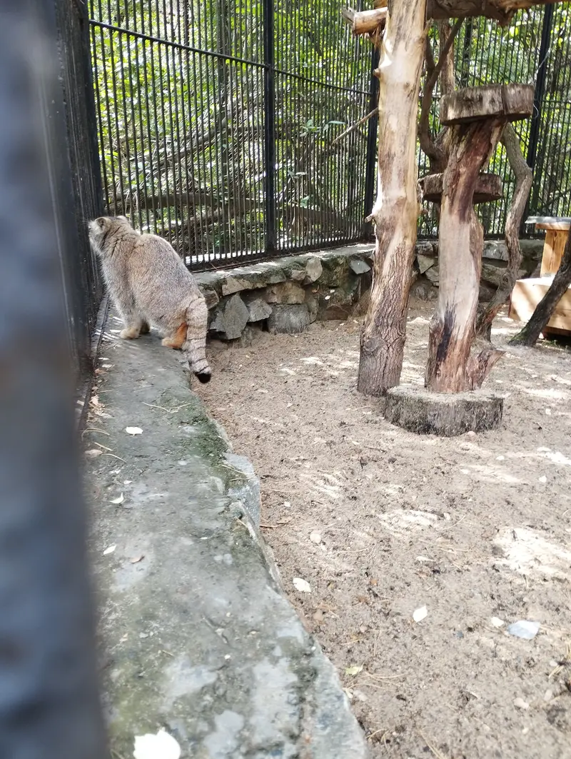 A photograph of a Pallas's cat in Novosibirsk Zoo