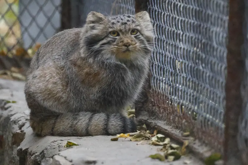 A photograph of Son of Snezhana b.2026 Ⅰ in Novosibirsk Zoo
