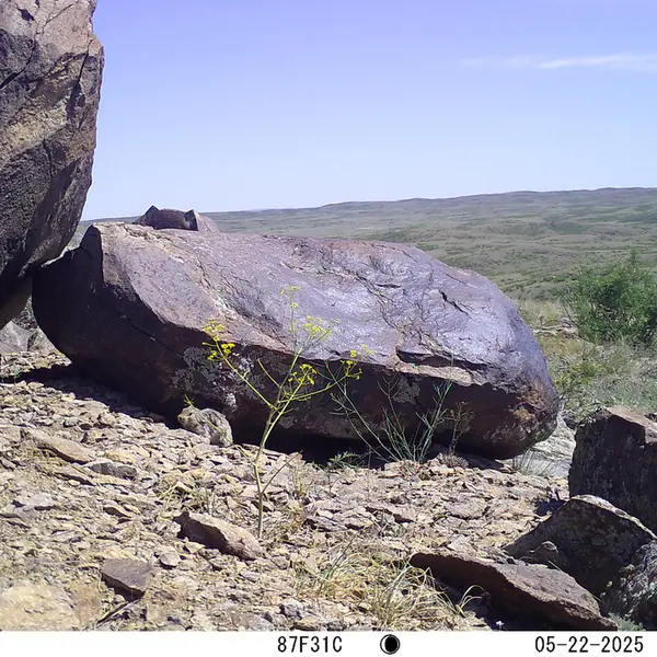 A photograph of Kazakh pika from Koshkar camera trap
