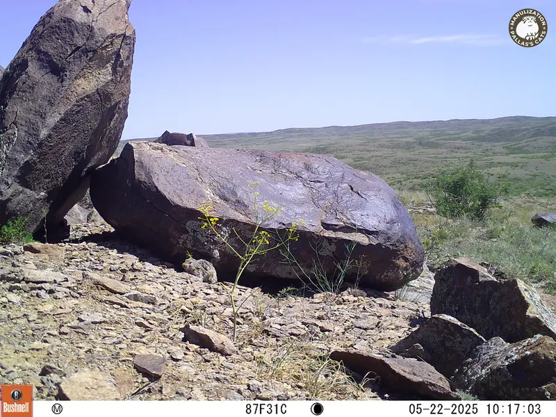 A photograph of Kazakh pika from Koshkar camera trap