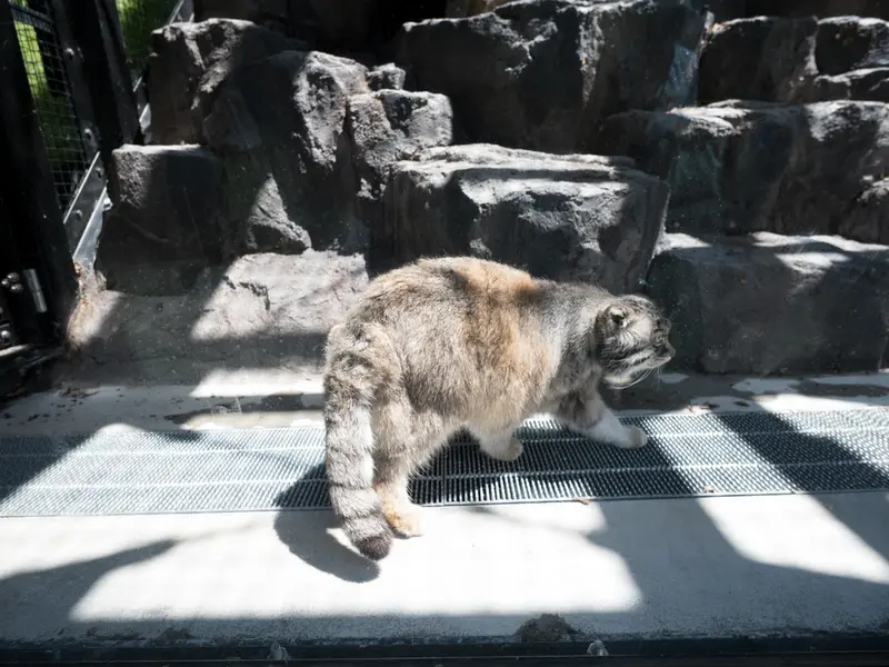 A photograph of Grusha in Asahiyama Zoo