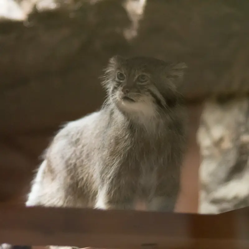A photograph of Klyon in Ueno Zoological Gardens