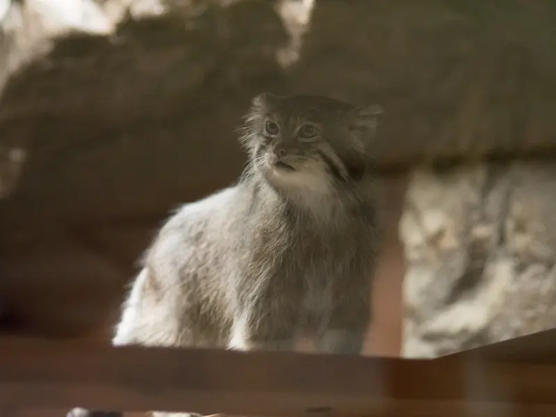 A photograph of Klyon in Ueno Zoological Gardens