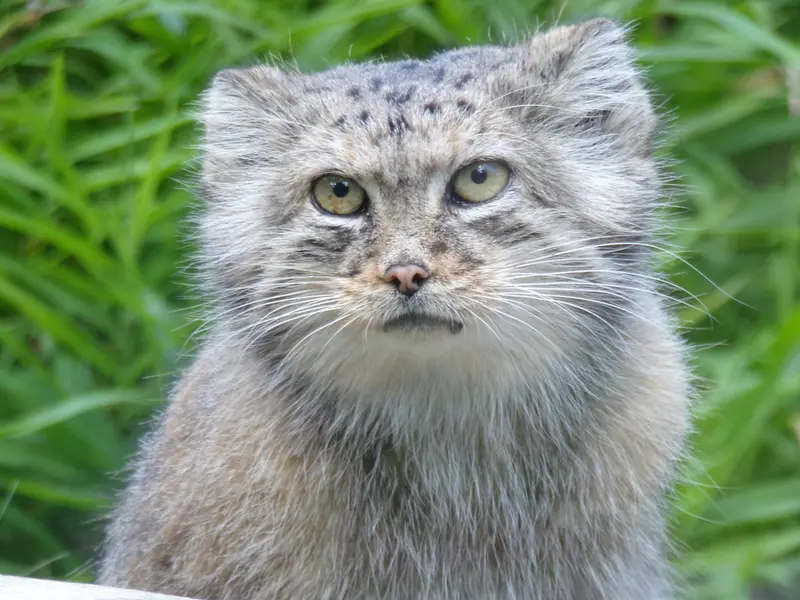 A photograph of Zarina in Wrocław Zoo