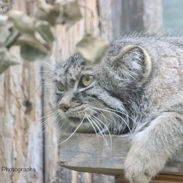 A photograph of Nox in Saskatoon Forestry Farm Park & Zoo