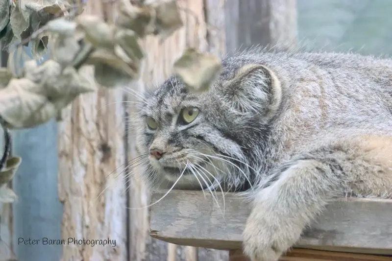 A photograph of Nox in Saskatoon Forestry Farm Park & Zoo