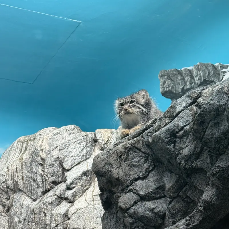 A photograph of a Pallas's cat in Cincinnati Zoo