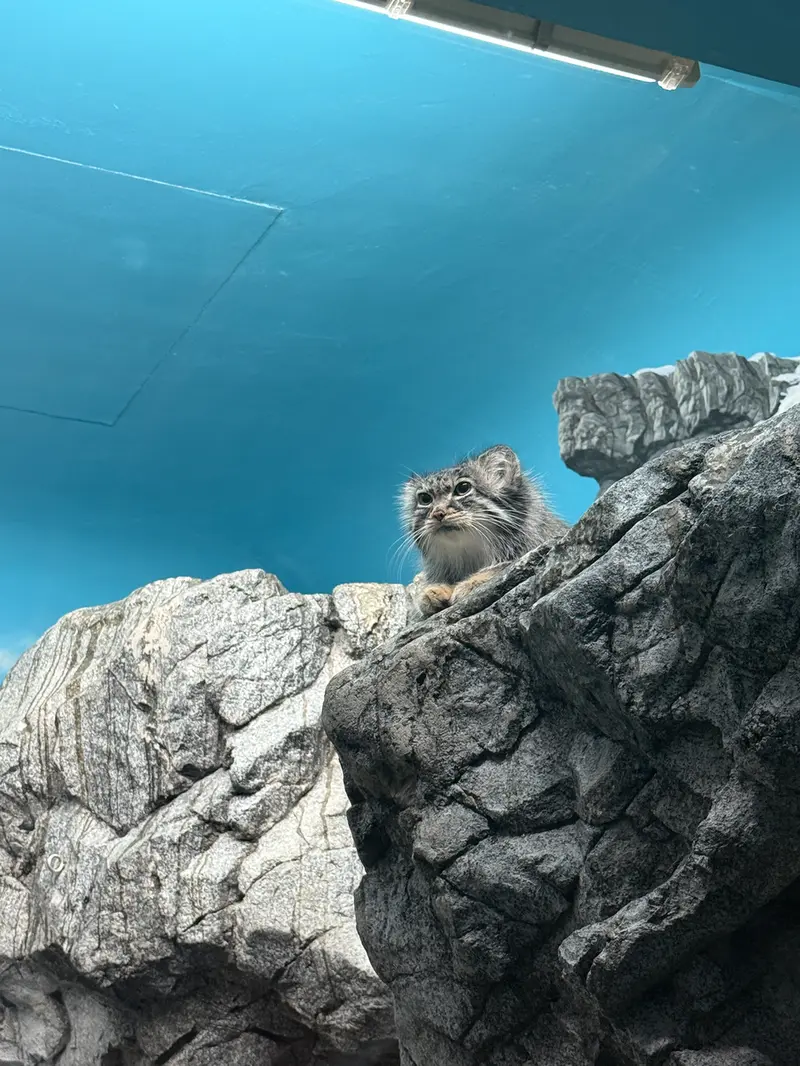 A photograph of a Pallas's cat in Cincinnati Zoo