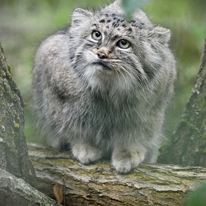 A photograph of Maneki-Neko in Tierpark Berlin