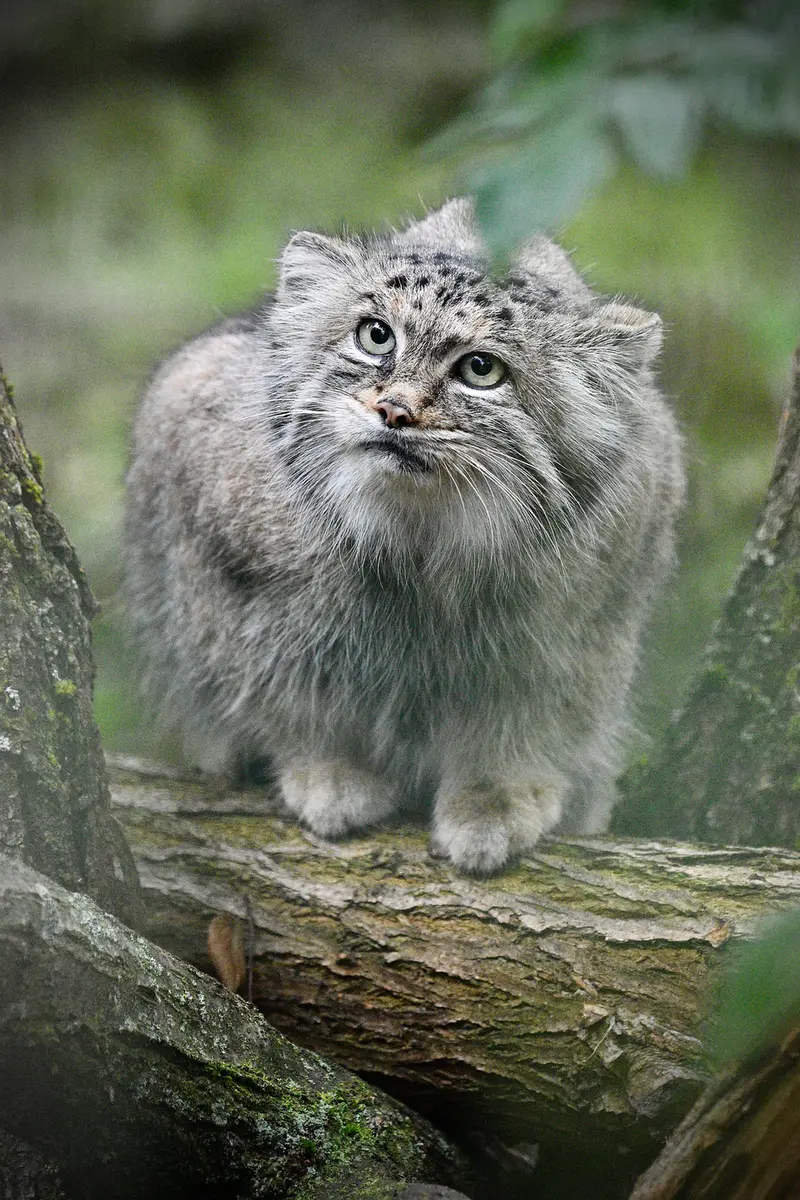 A photograph of Maneki-Neko in Tierpark Berlin