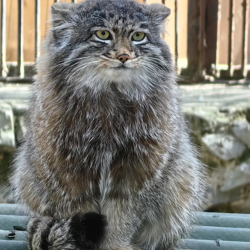 A photograph of Grey in Novosibirsk Zoo