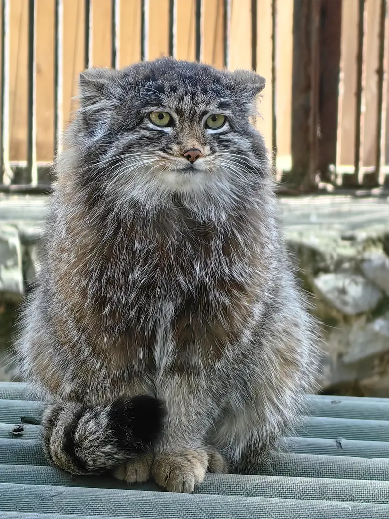 A photograph of Grey in Novosibirsk Zoo