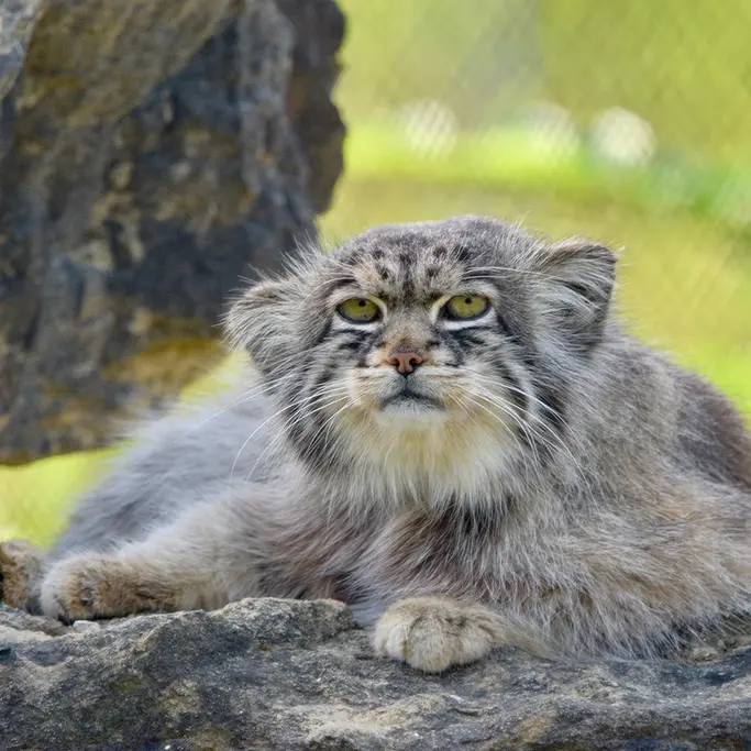 A photograph of Atlan in Port Lympne Wild Animal Park
