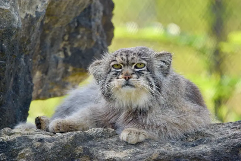 A photograph of Atlan in Port Lympne Wild Animal Park