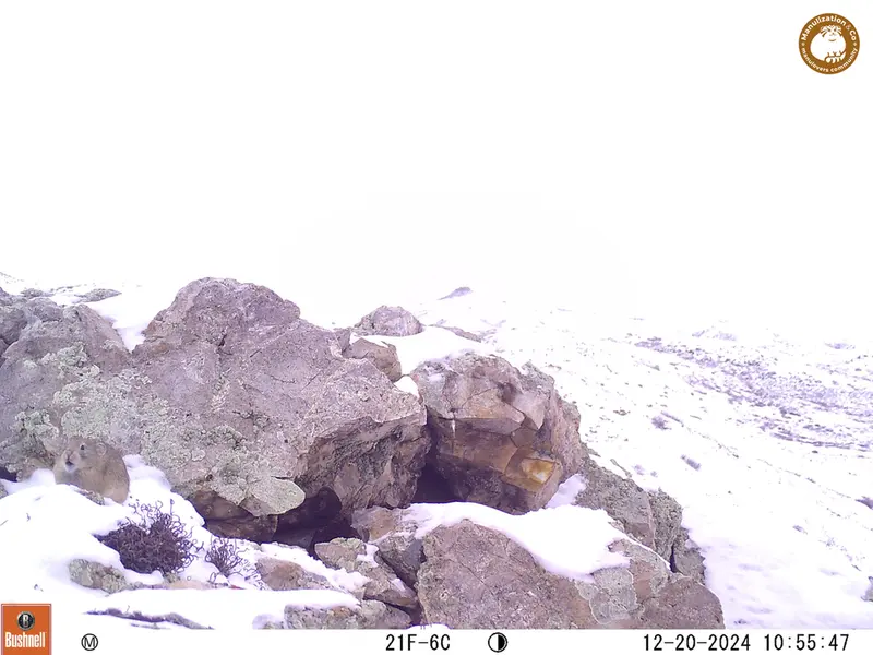A photograph of Pika from Besshoky 1 camera trap