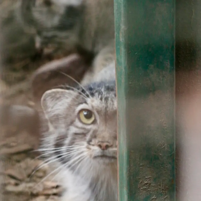 A photograph of Lucy in Budapest Zoo & Botanical Garden