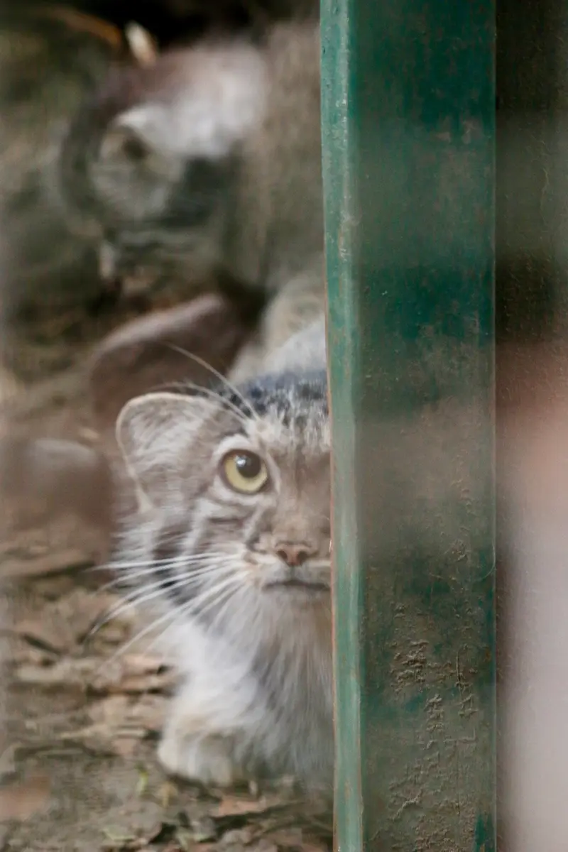 A photograph of Lucy in Budapest Zoo & Botanical Garden