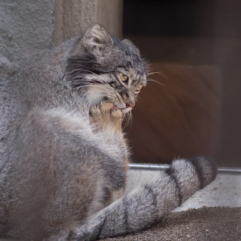 A photograph of Figa in Nogeyama Zoo