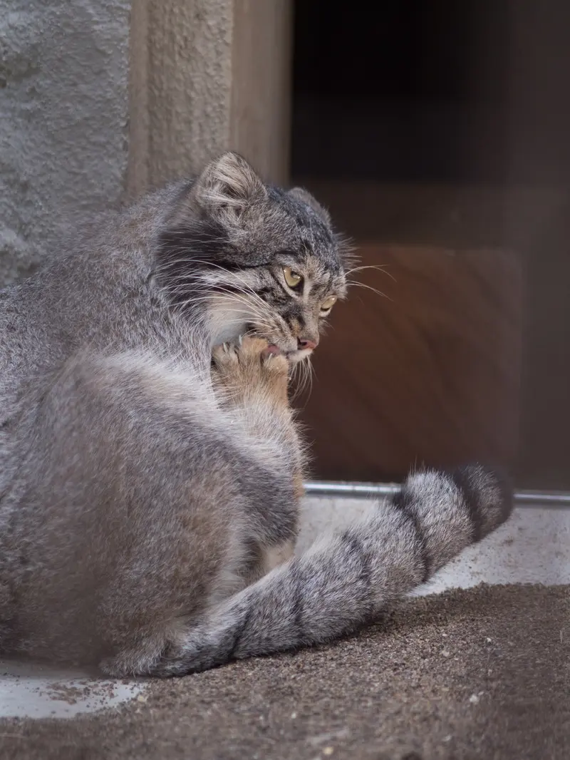 A photograph of Figa in Nogeyama Zoo