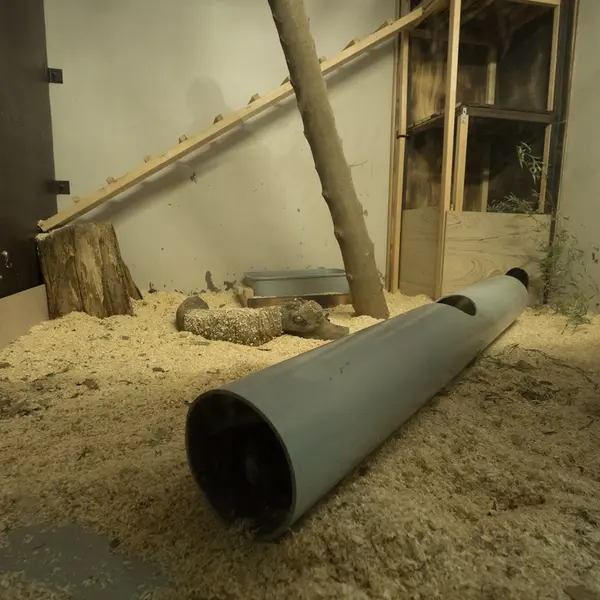A photograph of a Pallas's cat in Nogeyama Zoo