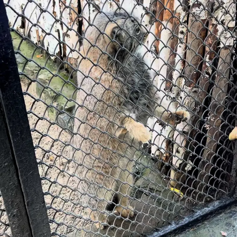 A photograph of a Pallas's cat in Novosibirsk Zoo