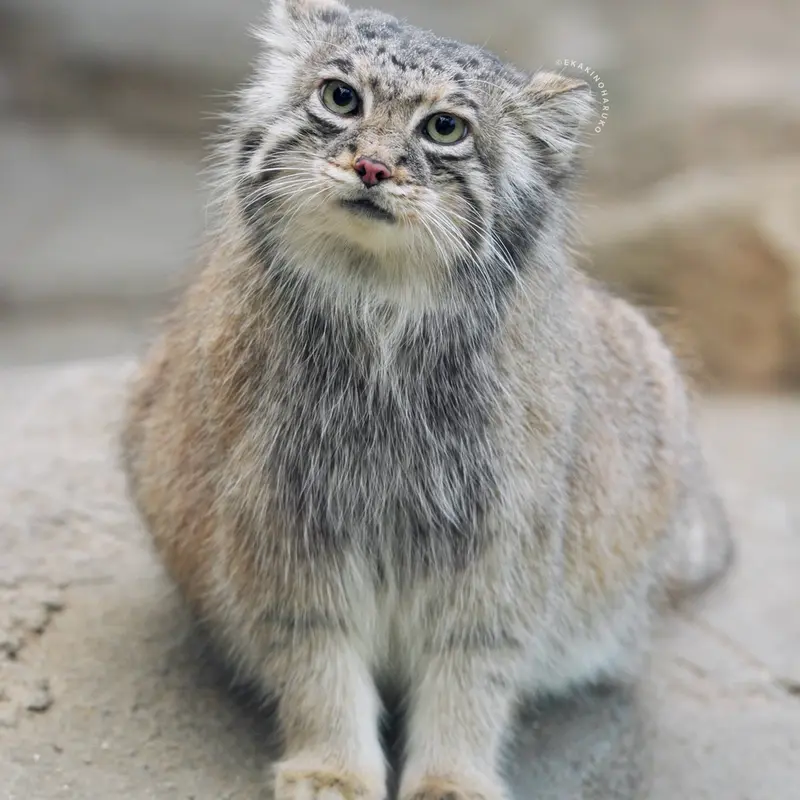A photograph of Az in Kobe Animal Kingdom