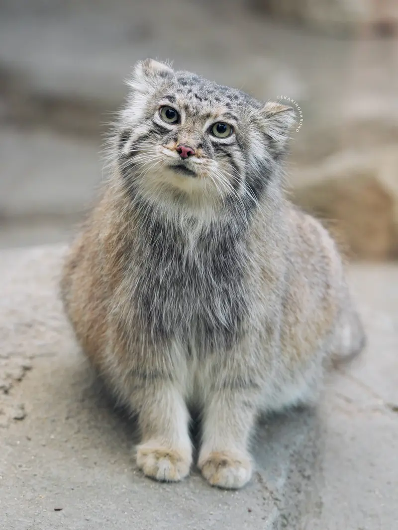 A photograph of Az in Kobe Animal Kingdom