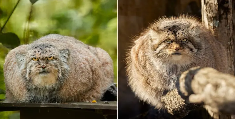 A photograph of a Pallas's cat