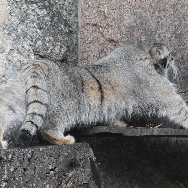 A photograph of a Pallas's cat in Moscow zoo