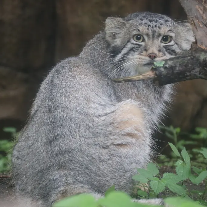 A photograph of Nagomu in Nasu Animal Kingdom