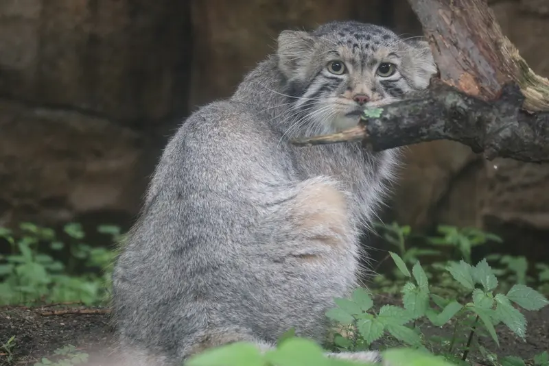 A photograph of Nagomu in Nasu Animal Kingdom
