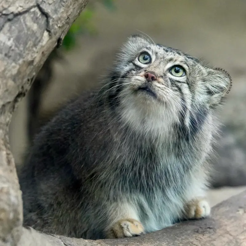 A photograph of Az in Kobe Animal Kingdom