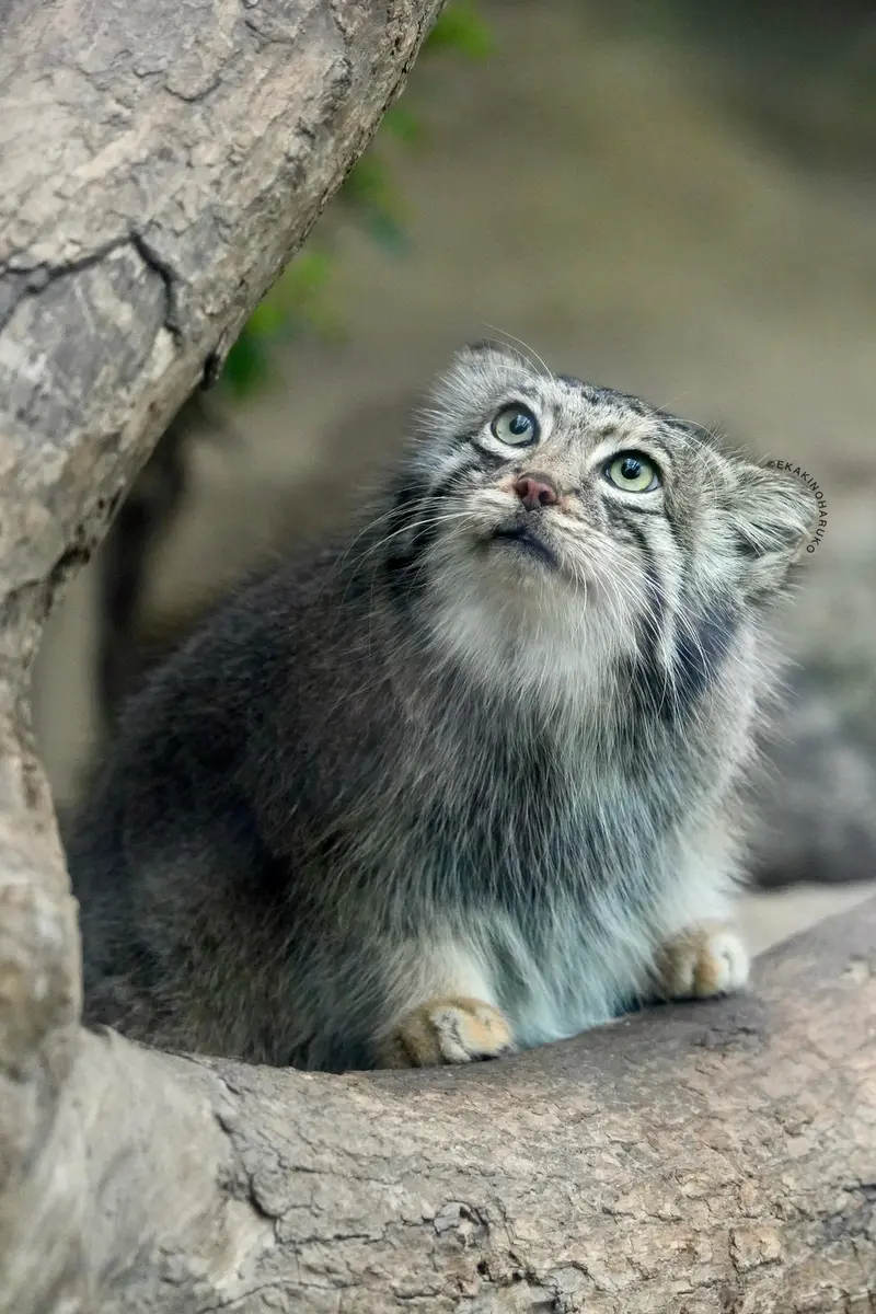 A photograph of Az in Kobe Animal Kingdom