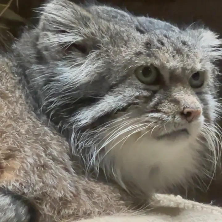 A photograph of a Pallas's cat