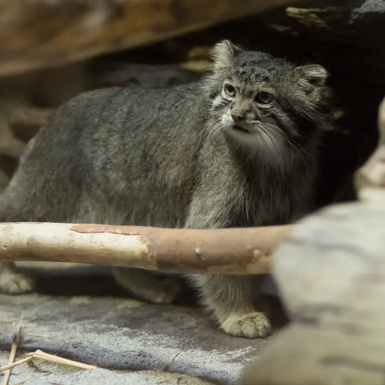 A photograph of Klyon in Ueno Zoological Gardens