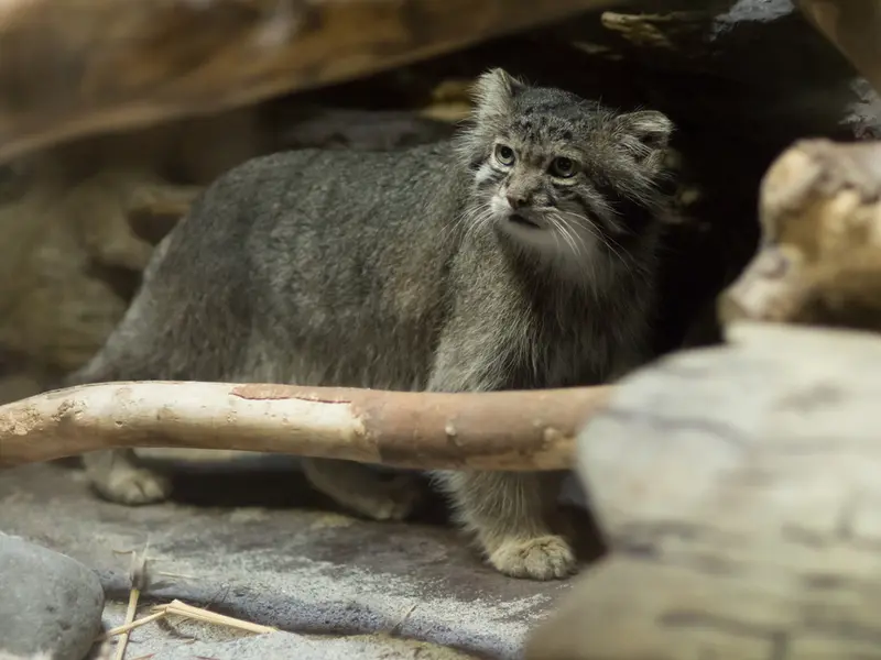 A photograph of Klyon in Ueno Zoological Gardens