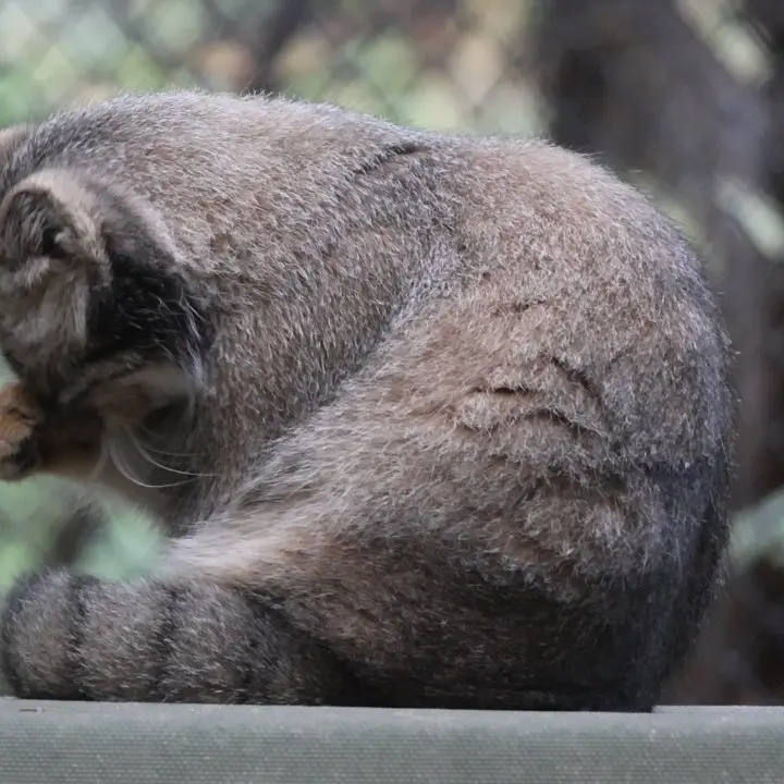 A photograph of a Pallas's cat in Novosibirsk Zoo