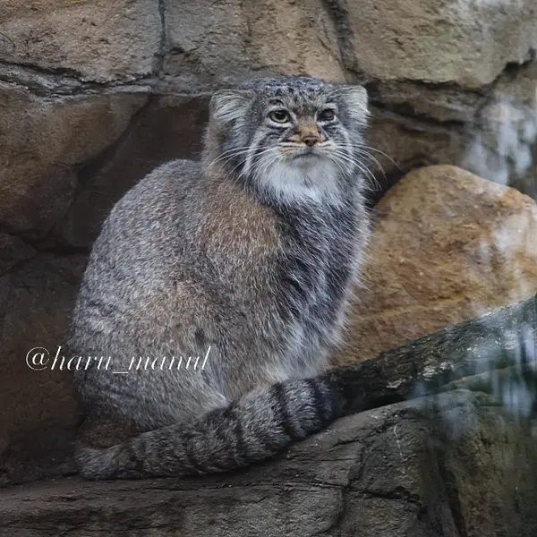 A photograph of Abrikos in Nasu Animal Kingdom