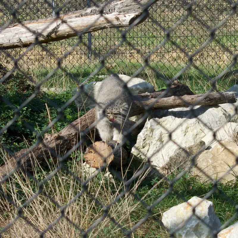 A photograph of Atlan in Port Lympne Wild Animal Park