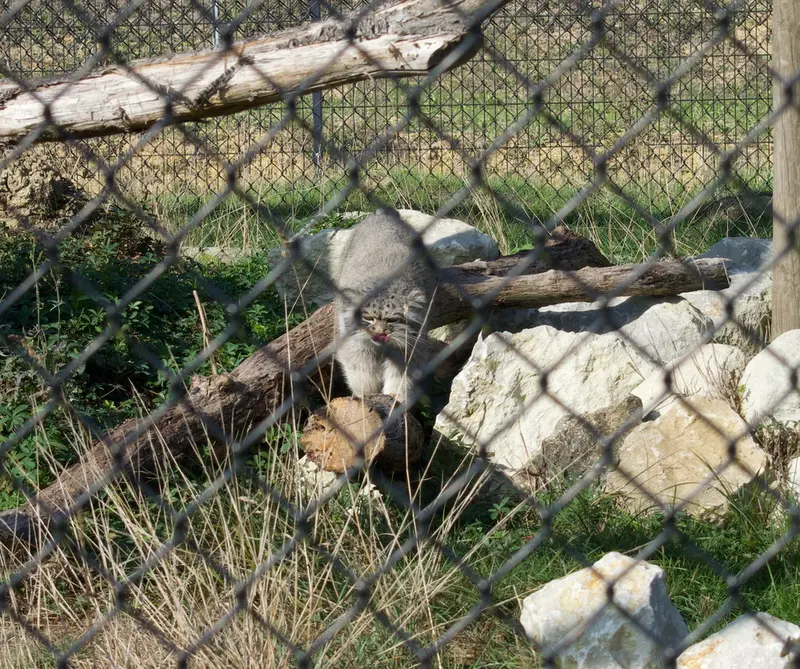 A photograph of Atlan in Port Lympne Wild Animal Park