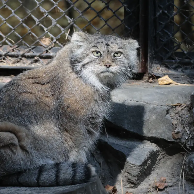 A photograph of Lastochka in Novosibirsk Zoo