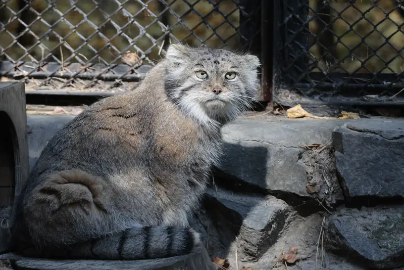 A photograph of Lastochka in Novosibirsk Zoo