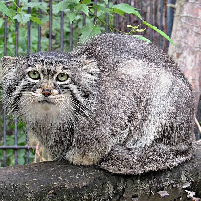 A photograph of Sheb in Novosibirsk Zoo