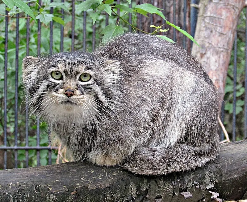 A photograph of Sheb in Novosibirsk Zoo