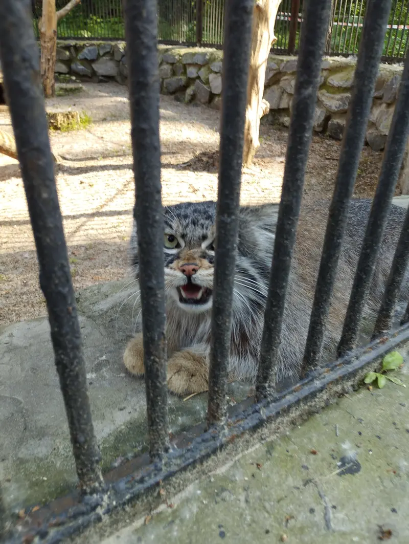 A photograph of a Pallas's cat in Novosibirsk Zoo