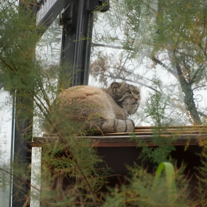 A photograph of Spay in Prague Zoo