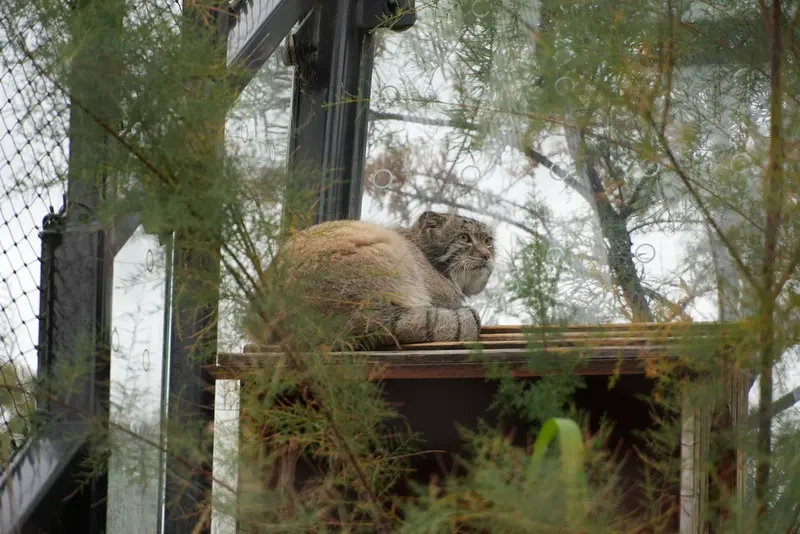 A photograph of Spay in Prague Zoo