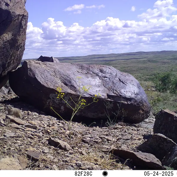 A photograph of Kazakh pika from Koshkar camera trap